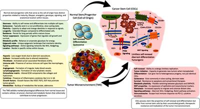 The intricate interplay between cancer stem cells and cell-of-origin of cancer: implications for therapeutic strategies
